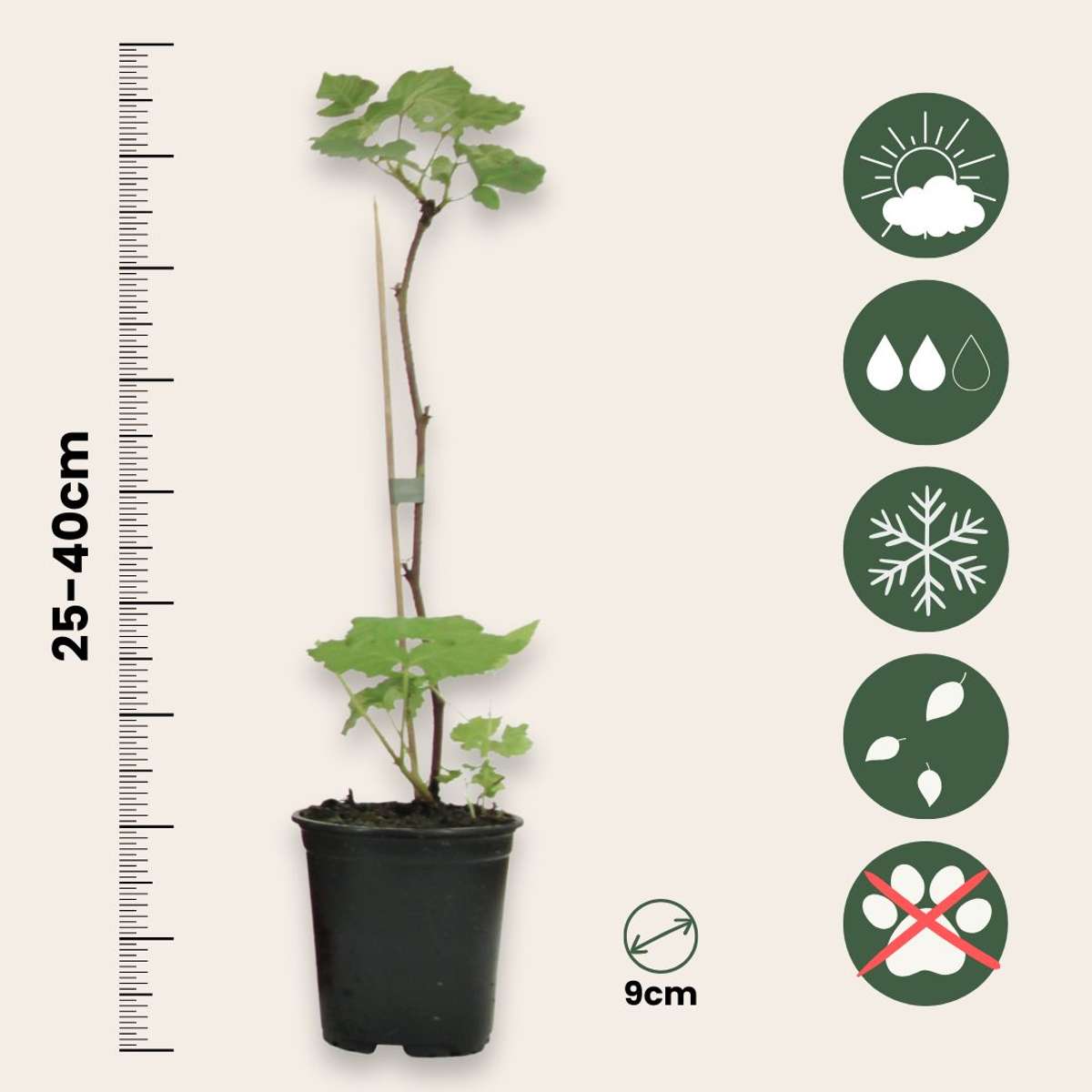 Fruit Trees Himbeerpflanzen - 3 Stk - Rubus Ideaus 'Autumn Bliss' - Höhe 25-40Cm - ⌀9Cm 