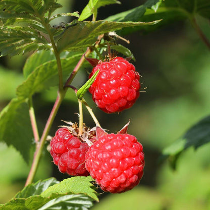 Fruit Trees Himbeerpflanzen - 3 Stk - Rubus Ideaus 'Autumn Bliss' - Höhe 25-40Cm - ⌀9Cm 