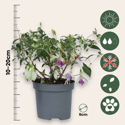 Fuchsia Fuchsie - 3 Stk - Fuchsia Magellanica - Höhe 10-20Cm - ⌀9Cm 