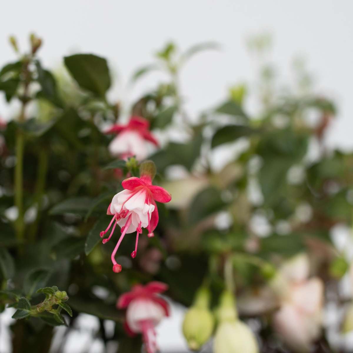 Fuchsia Fuchsie - 3 Stk - Fuchsia Magellanica - Höhe 10-20Cm - ⌀9Cm 