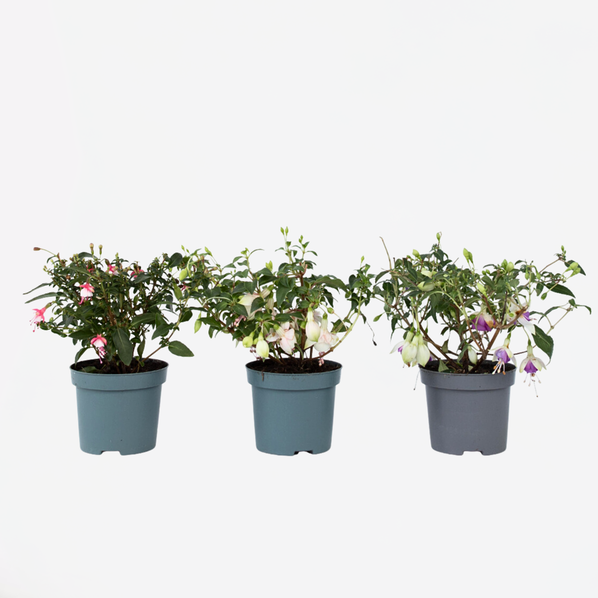 Fuchsia Fuchsie - 3 Stk - Fuchsia Magellanica - Höhe 10-20Cm - ⌀9Cm 