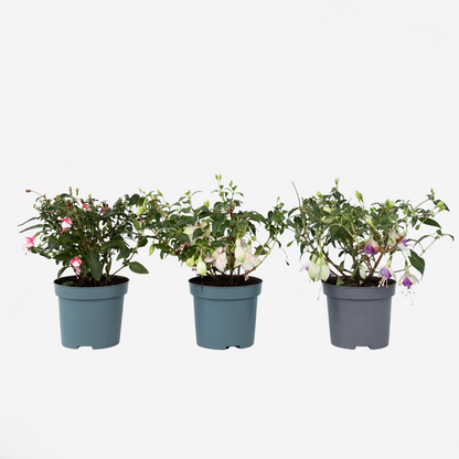 Fuchsia Fuchsie - 3 Stk - Fuchsia Magellanica - Höhe 10-20Cm - ⌀9Cm 