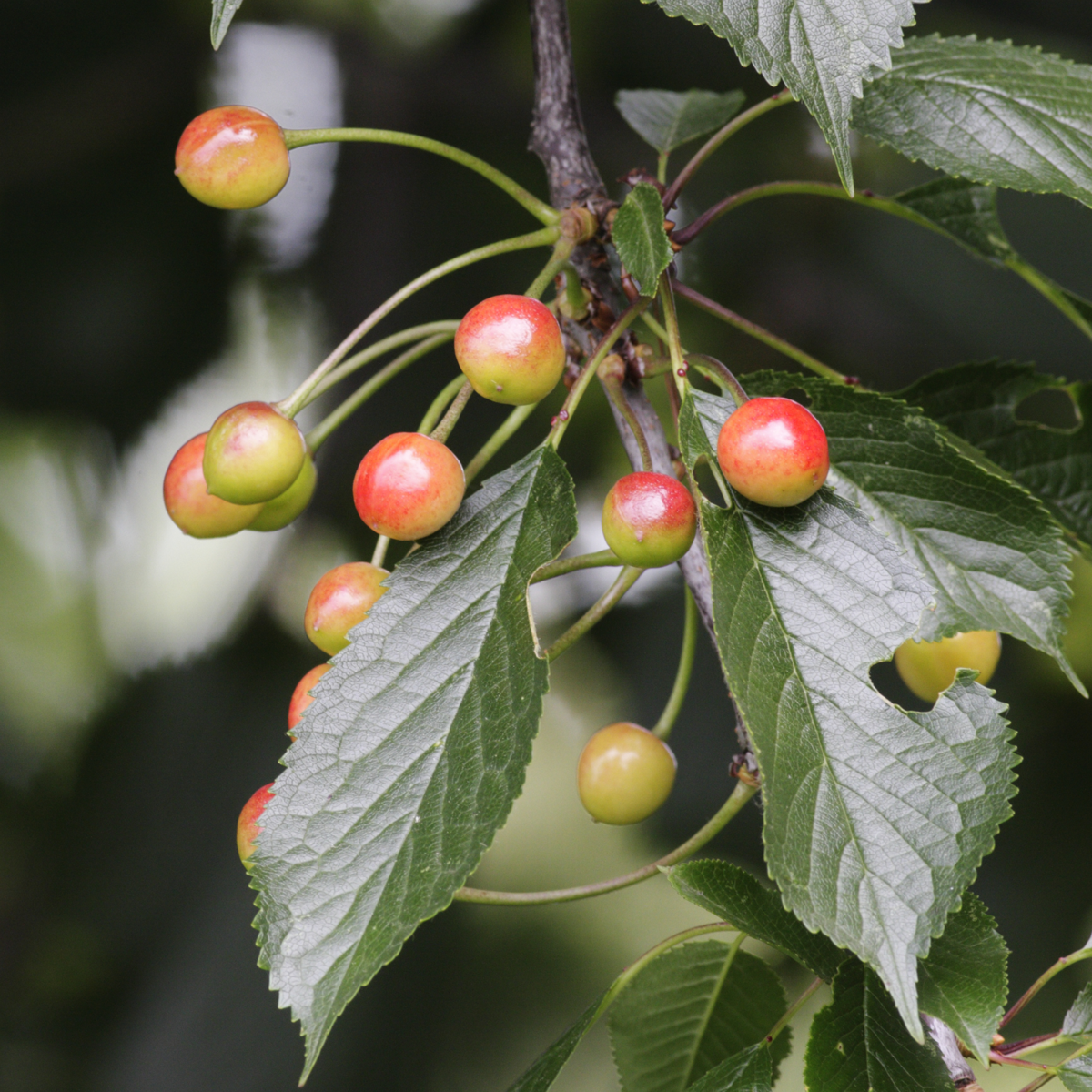 Fruit Trees Obstbäume - 8 Stk - Malus, Pryus, Prunus - Höhe 60-70Cm - ⌀9Cm 