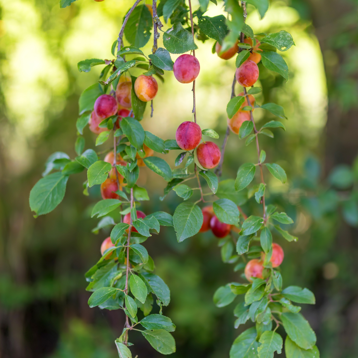 Fruit Trees Obstbäume - 8 Stk - Malus, Pryus, Prunus - Höhe 60-70Cm - ⌀9Cm 