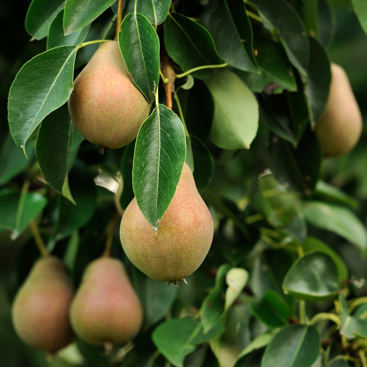 Fruit Trees Obstbäume - 4 Stk - Malus, Pryus, Prunus - Höhe 60-70Cm - ⌀9Cm 