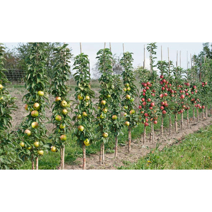 Fruit Trees Obstbäume - 4 Stk - Malus, Pryus, Prunus - Höhe 60-70Cm - ⌀9Cm 