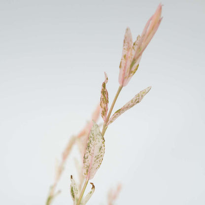 Other Shrubs Schweizer Zwergweide - 4 Stk - Salix Integra 'Flamingo' - Höhe 60-80Cm - ⌀17Cm 