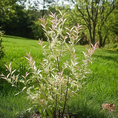 Other Shrubs Schweizer Zwergweide - 4 Stk - Salix Integra 'Flamingo' - Höhe 60-80Cm - ⌀17Cm 