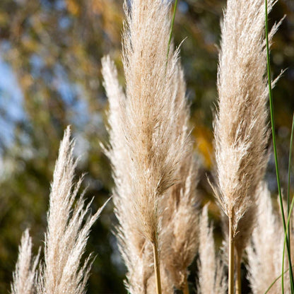 Ornamental Grasses Pampasgräser - 3 Stk - Cortaderia Selloana - Höhe 25-40Cm - ⌀9Cm 
