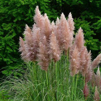 Ornamental Grasses Pampasgräser - 3 Stk - Cortaderia Selloana - Höhe 25-40Cm - ⌀9Cm 