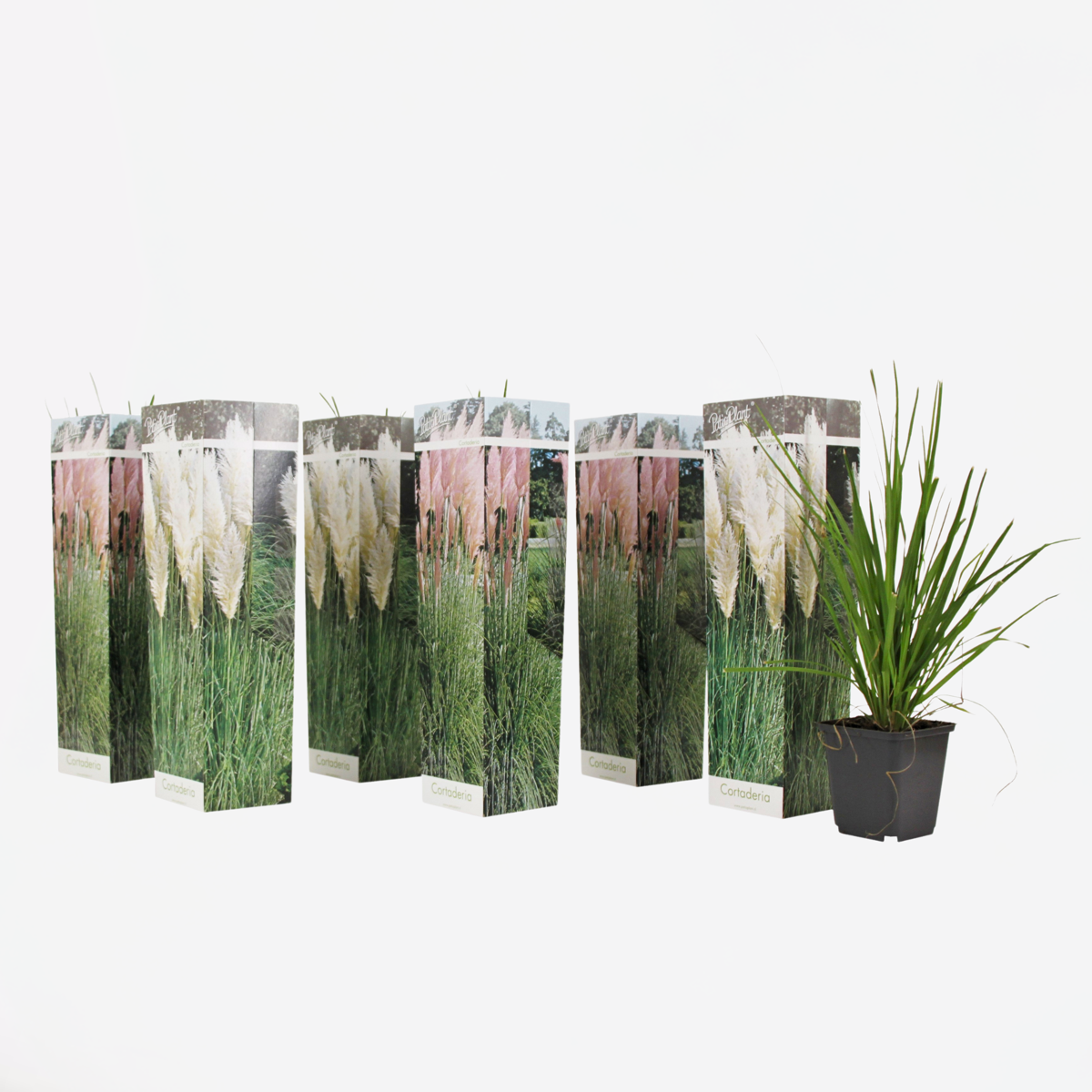 Ornamental Grasses Pampasgräser - 6 Stk - Cortaderia Selloana - Höhe 25-40Cm - ⌀9Cm 