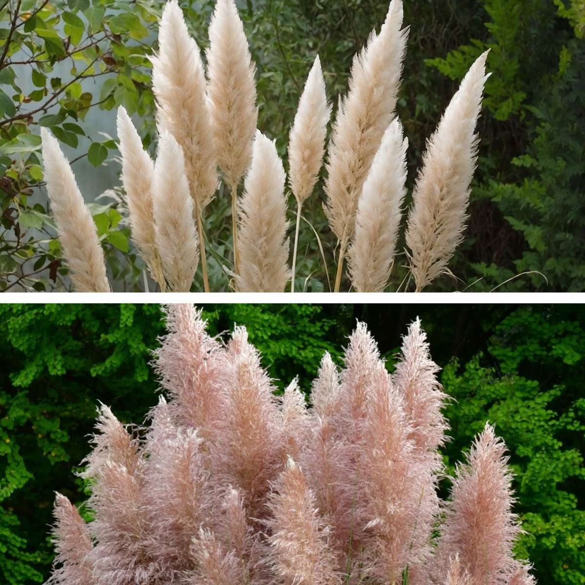 Ornamental Grasses Pampasgräser - 6 Stk - Cortaderia Selloana - Höhe 25-40Cm - ⌀9Cm 