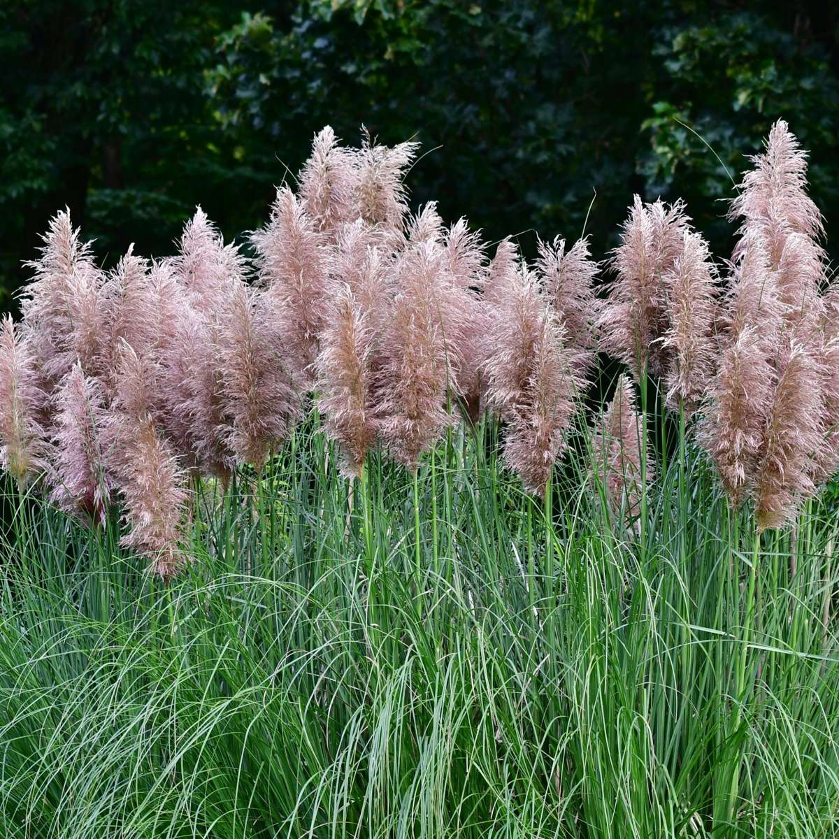 Ornamental Grasses Pampasgräser - 6 Stk - Cortaderia Selloana - Höhe 25-40Cm - ⌀9Cm 