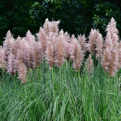 Ornamental Grasses Pampasgräser - 6 Stk - Cortaderia Selloana - Höhe 25-40Cm - ⌀9Cm 