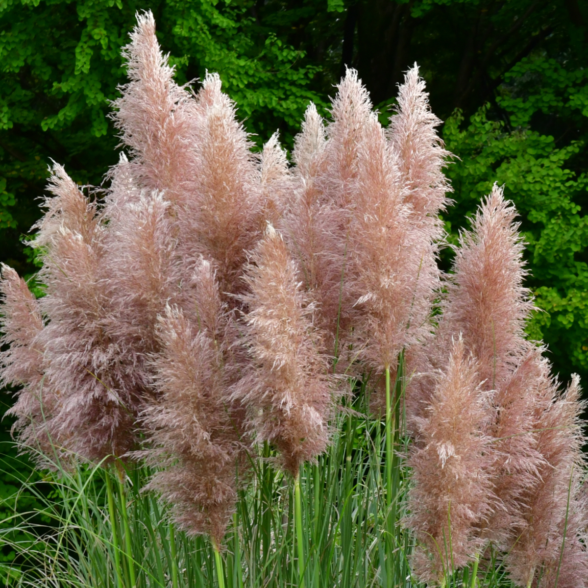 Ornamental Grasses Pampasgräser - 6 Stk - Cortaderia Selloana - Höhe 25-40Cm - ⌀9Cm 