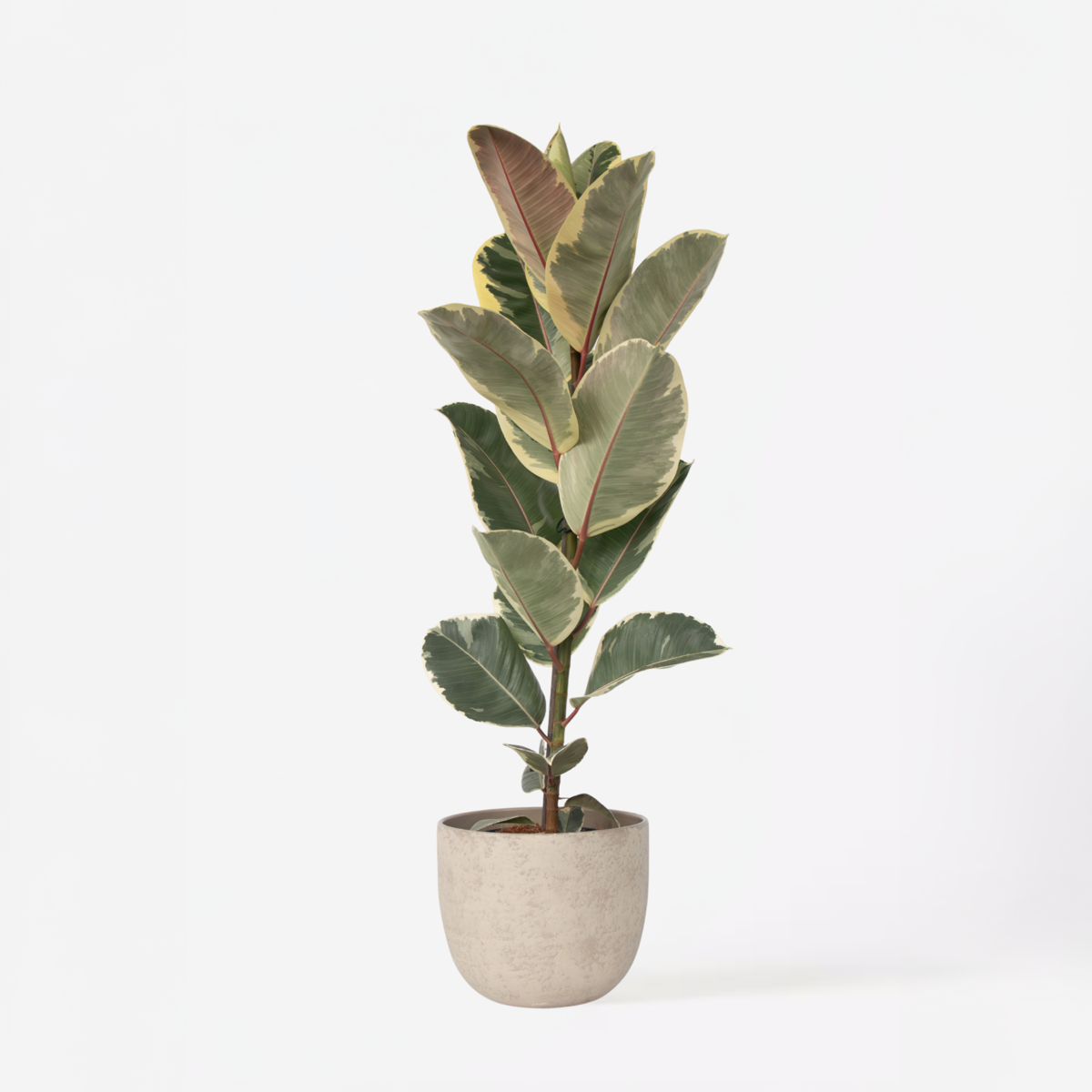 Ficus Gummibaum - Ficus Elastica 'Tineke' - Höhe 75-100Cm - ⌀24Cm 