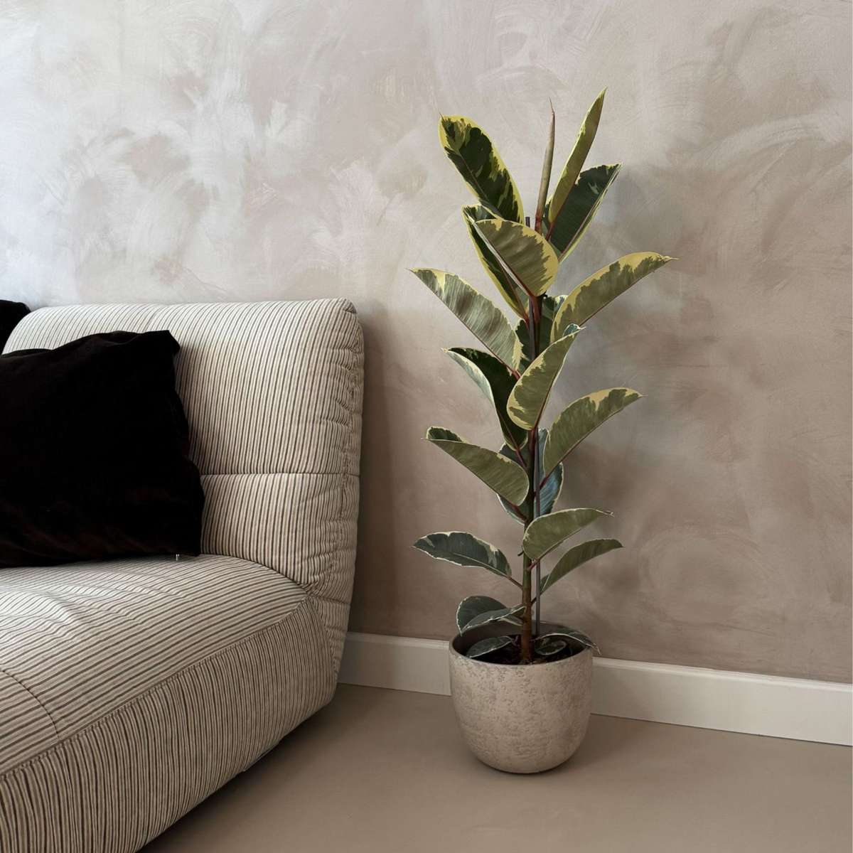 Ficus Gummibaum - Ficus Elastica 'Tineke' - Höhe 75-100Cm - ⌀24Cm 
