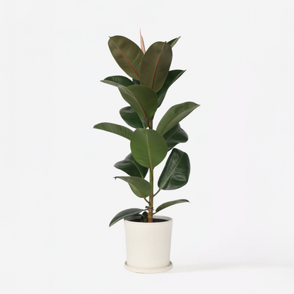 Ficus Gummibaum - Ficus Elastica 'Robusta' - Höhe 75-100Cm - ⌀24Cm 