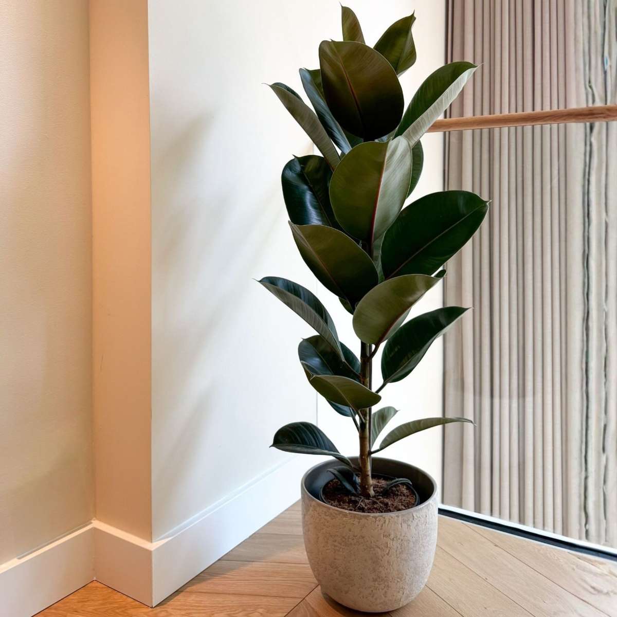 Ficus Gummibaum - Ficus Elastica 'Robusta' - Höhe 75-100Cm - ⌀24Cm 