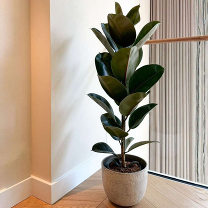 Ficus Gummibaum - Ficus Elastica 'Robusta' - Höhe 75-100Cm - ⌀24Cm 