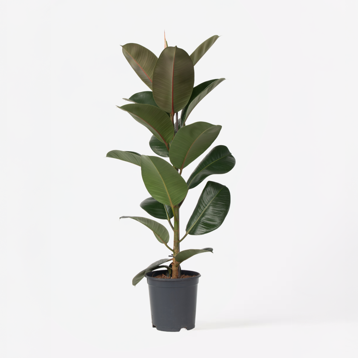 Ficus Gummibaum - Ficus Elastica 'Robusta' - Höhe 75-100Cm - ⌀24Cm 