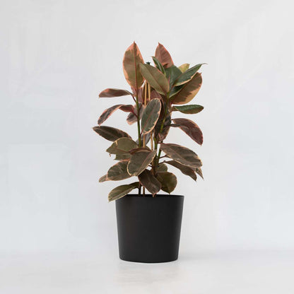 Ficus Gummibaum - Ficus Elastica 'Belize' - Höhe 75-100Cm - ⌀24Cm 