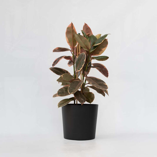 Ficus Gummibaum - Ficus Elastica 'Belize' - Höhe 75-100Cm - ⌀24Cm 