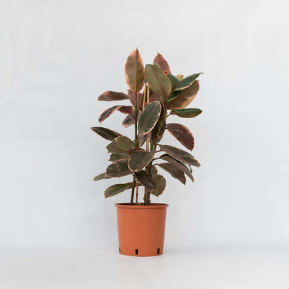 Ficus Gummibaum - Ficus Elastica 'Belize' - Höhe 75-100Cm - ⌀24Cm 