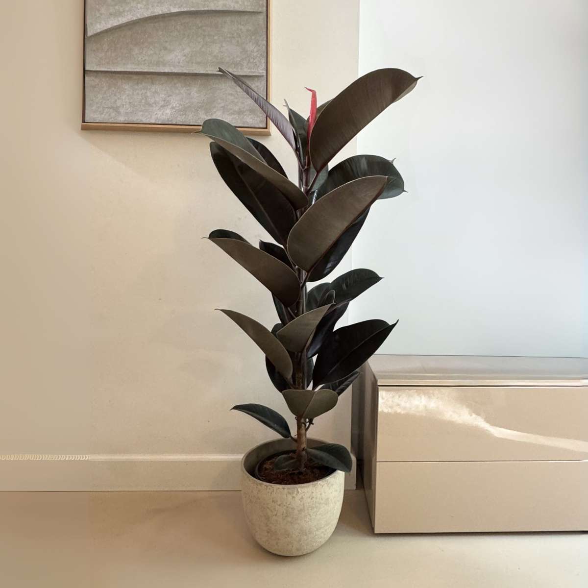 Ficus Gummibaum - Ficus Elastica 'Abidjan' - Höhe 75-100Cm - ⌀24Cm 