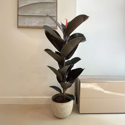 Ficus Gummibaum - Ficus Elastica 'Abidjan' - Höhe 75-100Cm - ⌀24Cm 