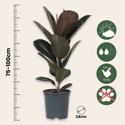 Ficus Gummibaum - Ficus Elastica 'Abidjan' - Höhe 75-100Cm - ⌀24Cm 