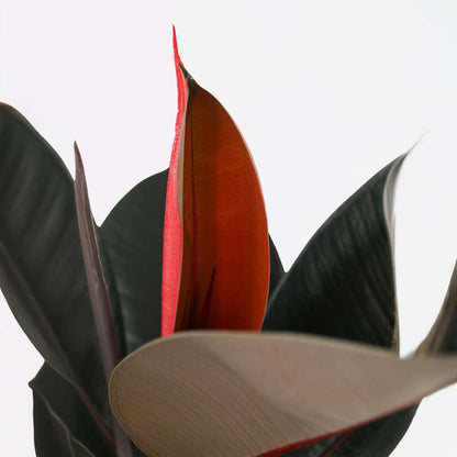 Ficus Gummibaum - Ficus Elastica 'Abidjan' - Höhe 75-100Cm - ⌀24Cm 