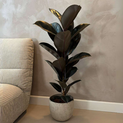 Ficus Gummibaum - Ficus Elastica 'Abidjan' - Höhe 75-100Cm - ⌀24Cm 