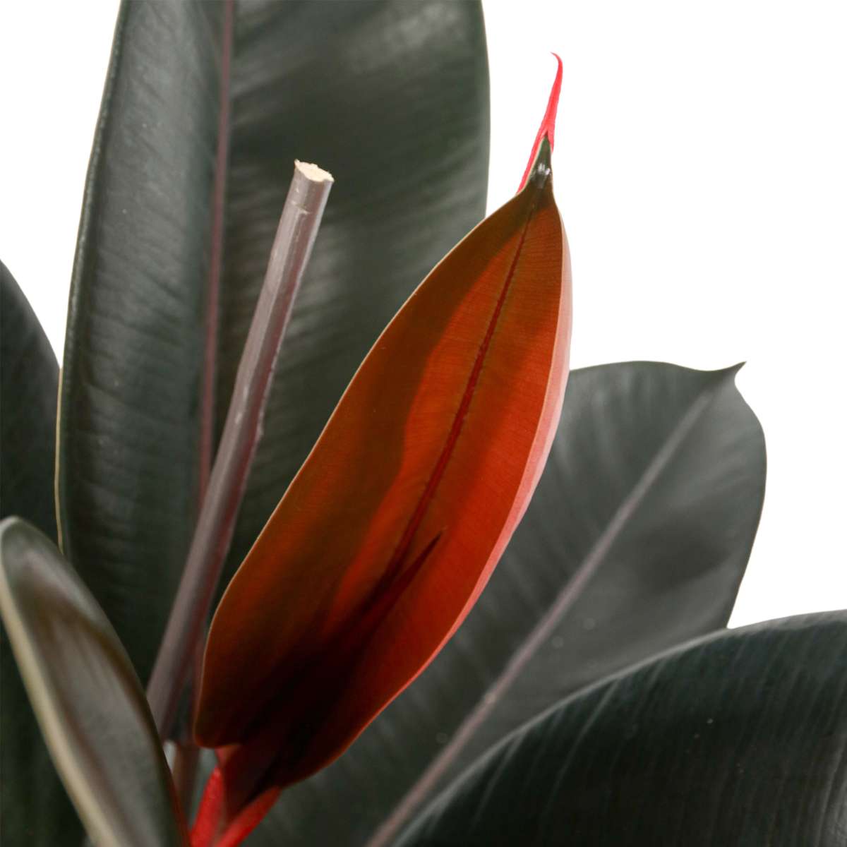 Ficus Gummibaum - Ficus Elastica 'Abidjan' - Höhe 75-100Cm - ⌀24Cm 