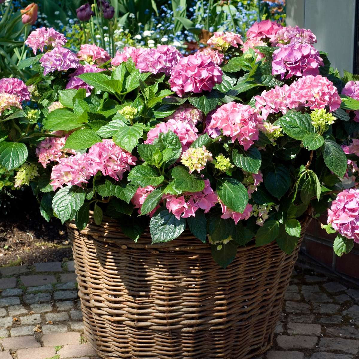 Hydrangea Hortensie - 3 Stk - Hydrangea Macrophylla 'Early Pink' - Höhe 25-40Cm - ⌀9Cm 