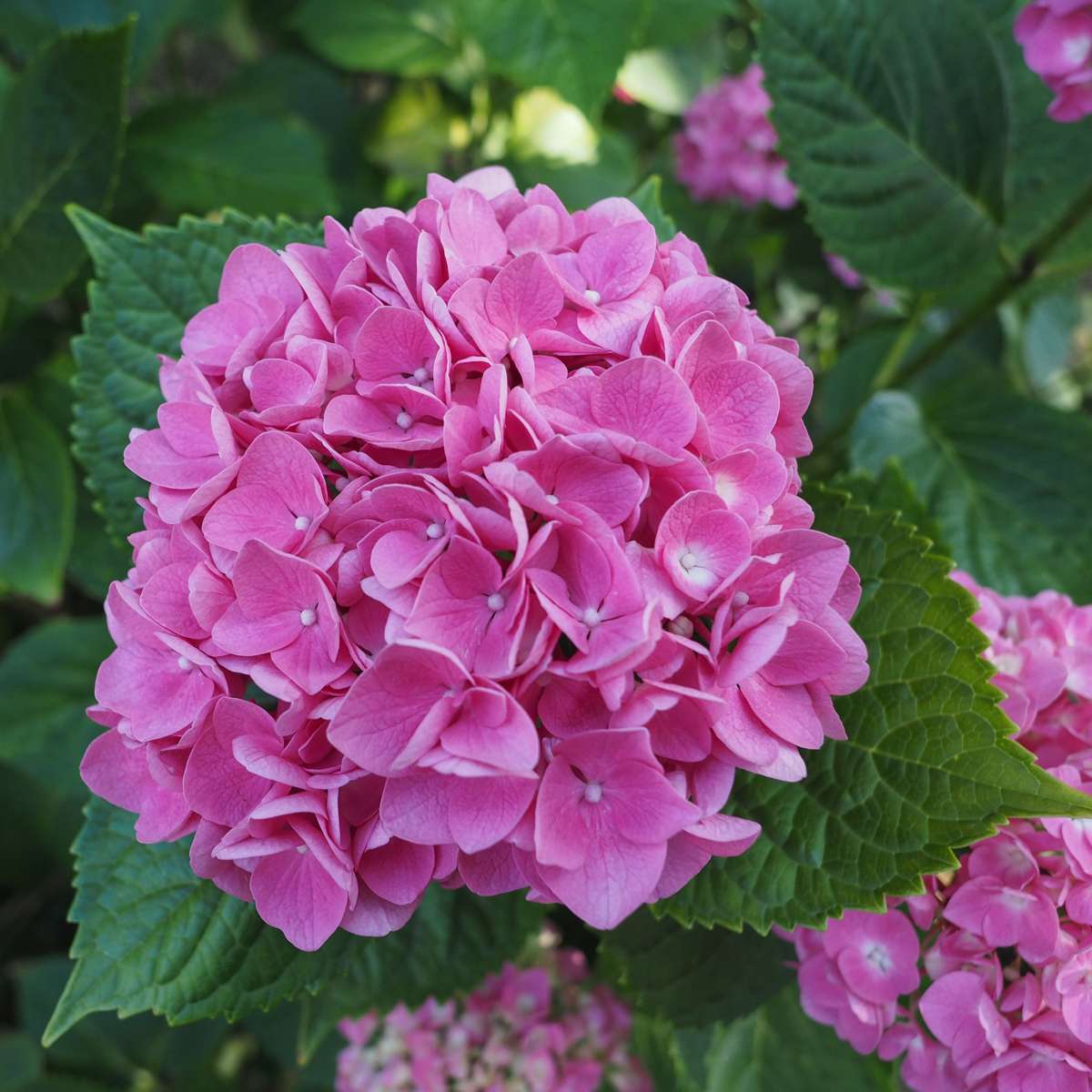 Hydrangea Hortensie - 3 Stk - Hydrangea Macrophylla 'Early Pink' - Höhe 25-40Cm - ⌀9Cm 