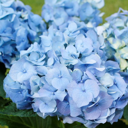 Hydrangea Hortensie - 6 Stk - Hydrangea Macrophylla - Höhe 25-40Cm - ⌀9Cm 