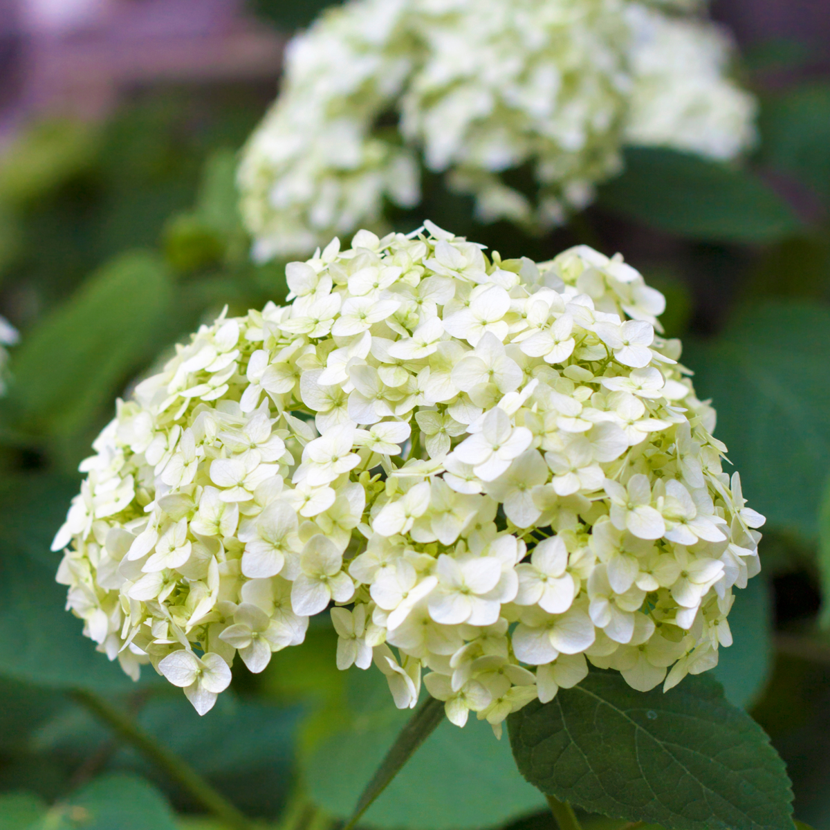 Hydrangea Hortensie - 6 Stk - Hydrangea Macrophylla - Höhe 25-40Cm - ⌀9Cm 