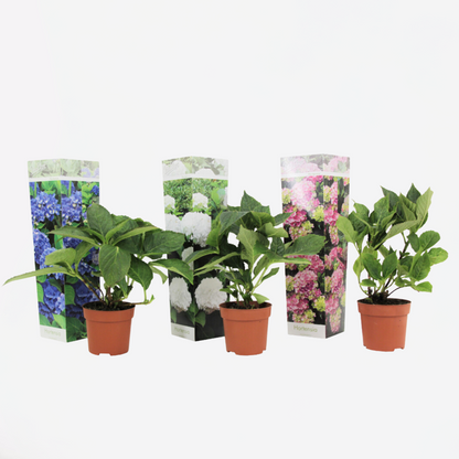 Hydrangea Hortensie - 3 Stk - Hydrangea Macrophylla - Höhe 25-40Cm - ⌀9Cm 