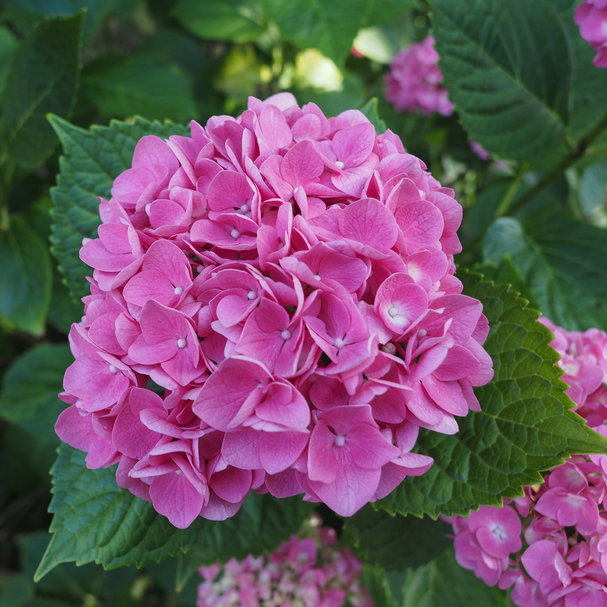 Hydrangea Hortensie - 3 Stk - Hydrangea Macrophylla - Höhe 25-40Cm - ⌀9Cm 
