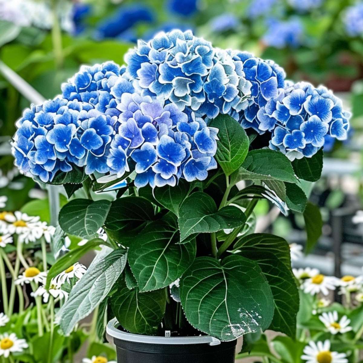 Hydrangea Hortensie - 3 Stk - Hydrangea Macrophylla 'Bavaria' - Höhe 25-40Cm - ⌀9Cm 