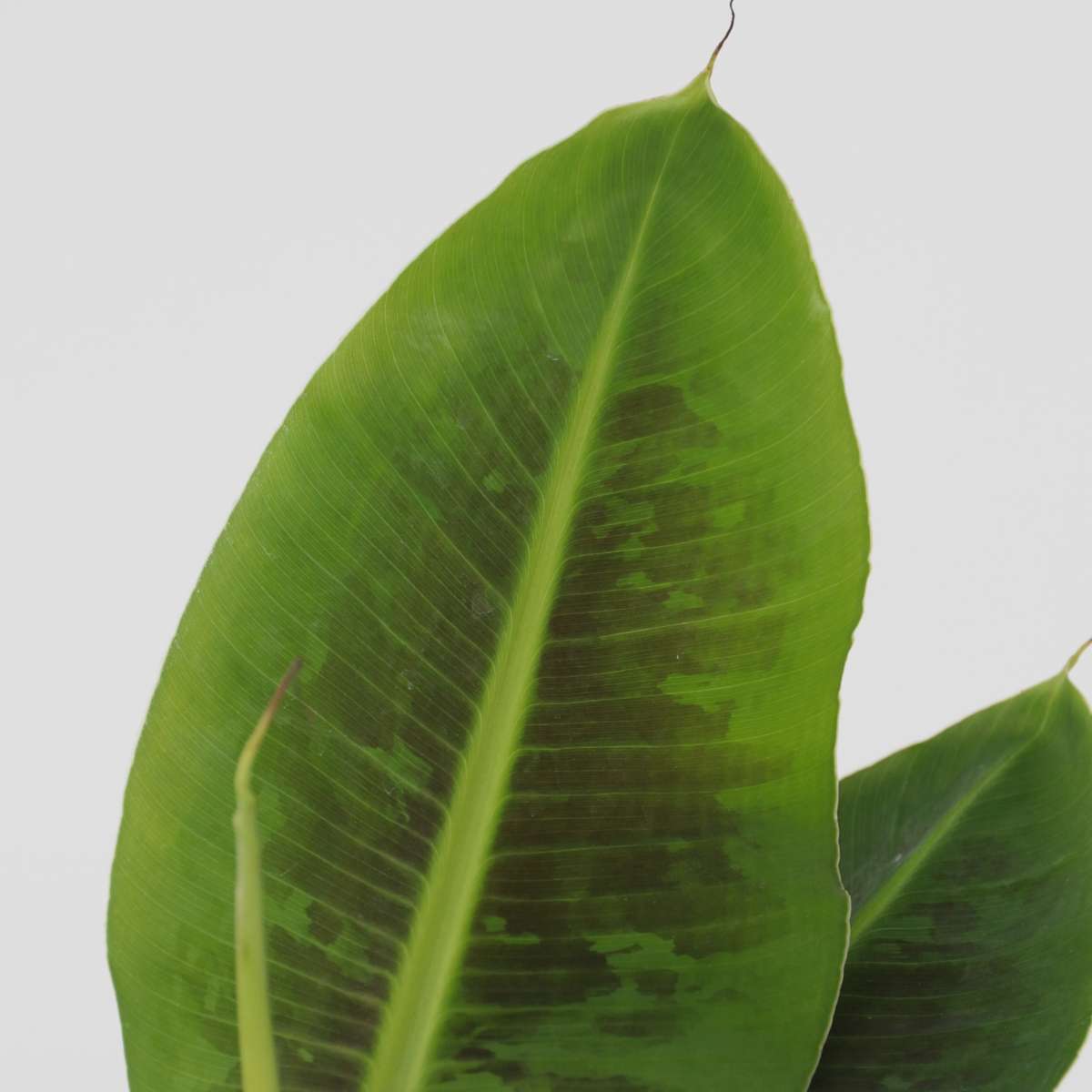 Other Green Houseplants Bananenpflanze - 4 Stk - Musa 'Oriental Dwarf' - Höhe 25-40Cm - ⌀12Cm 