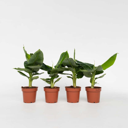 Other Green Houseplants Bananenpflanze - 4 Stk - Musa 'Oriental Dwarf' - Höhe 25-40Cm - ⌀12Cm 