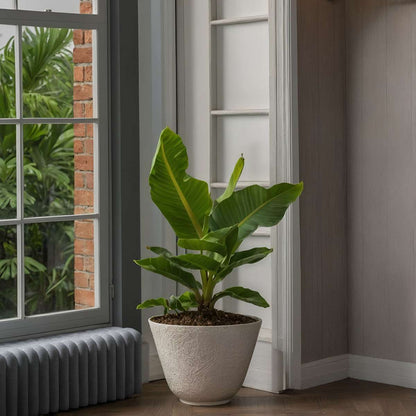 Other Green Houseplants Bananenpflanze - 2 Stk - Musa 'Oriental Dwarf' - Höhe 25-40Cm - ⌀12Cm 