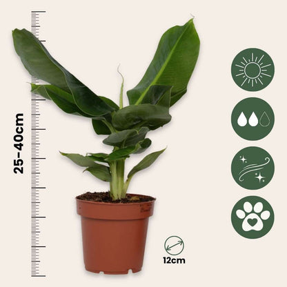 Other Green Houseplants Bananenpflanze - 2 Stk - Musa 'Oriental Dwarf' - Höhe 25-40Cm - ⌀12Cm 