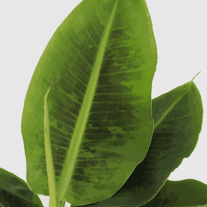 Other Green Houseplants Bananenpflanze - 2 Stk - Musa 'Oriental Dwarf' - Höhe 25-40Cm - ⌀12Cm 