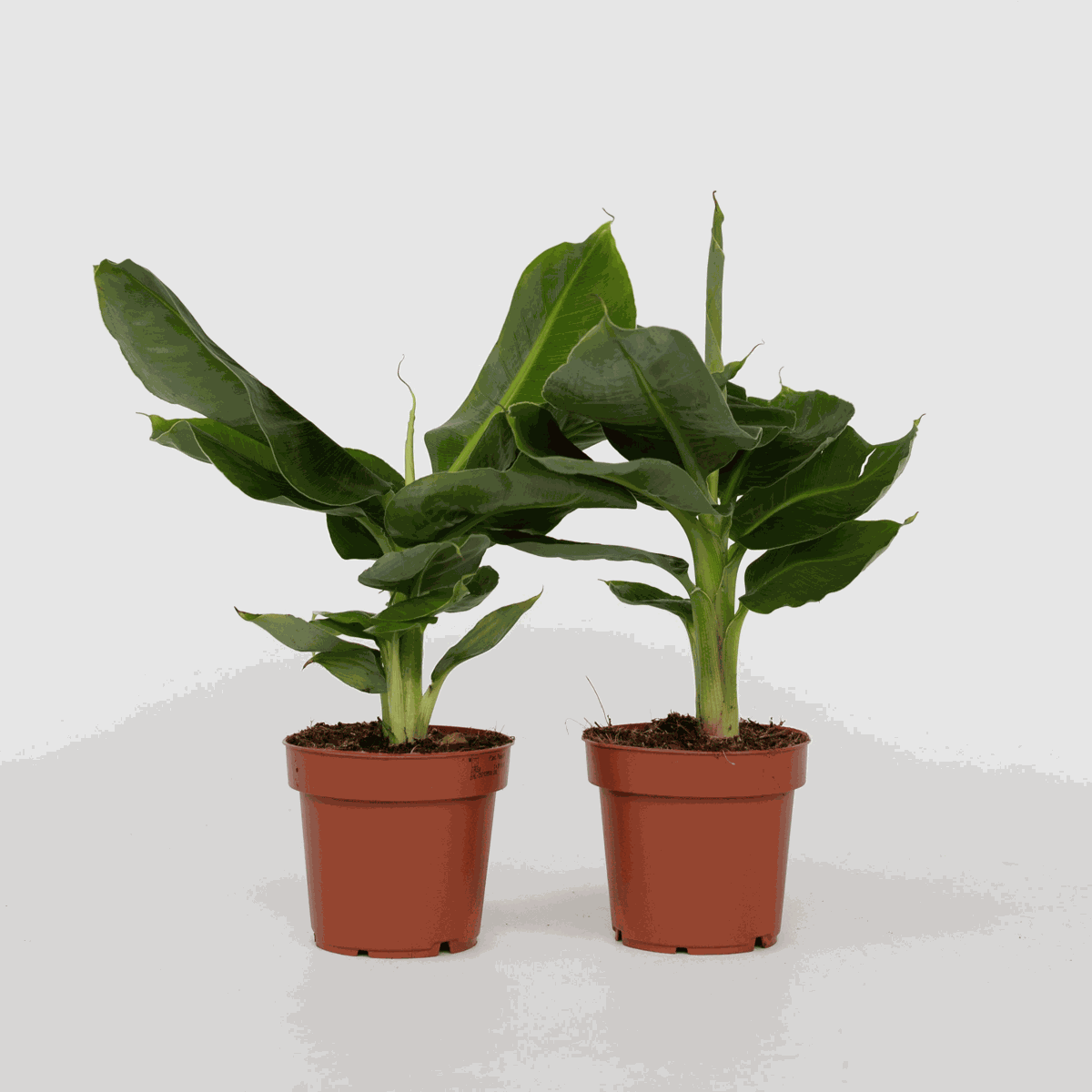 Other Green Houseplants Bananenpflanze - 2 Stk - Musa 'Oriental Dwarf' - Höhe 25-40Cm - ⌀12Cm 