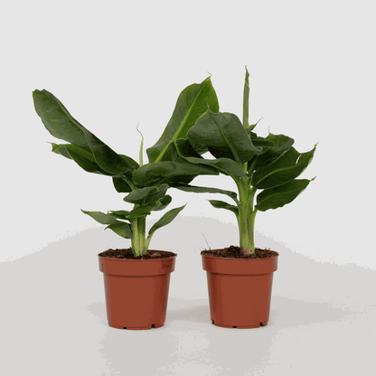 Other Green Houseplants Bananenpflanze - 2 Stk - Musa 'Oriental Dwarf' - Höhe 25-40Cm - ⌀12Cm 