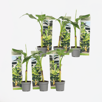 Fruit Trees Bananenpflanze - 6 Stk - Musa Basjoo - Höhe 25-40Cm - ⌀9Cm 