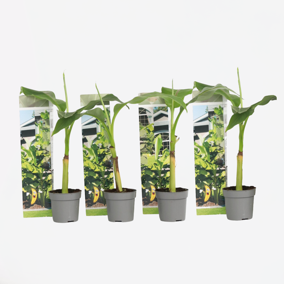 Fruit Trees Bananenpflanze - 4 Stk - Musa Basjoo - Höhe 25-40Cm - ⌀9Cm 